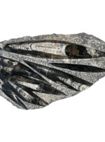 plateau-orthoceras-environ-entre-20cm-et-30cm-02.jpg